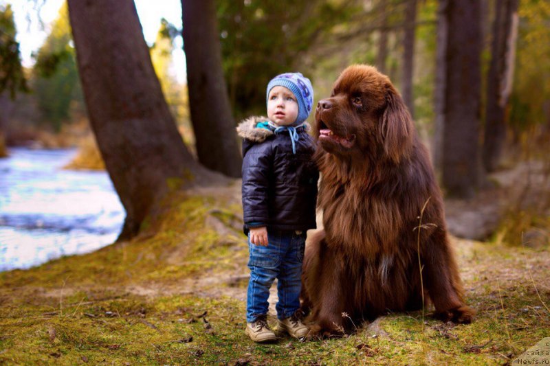 Фото: ньюфаундленд Plushevaya Panda Eloge du Orange (Плюшевая Панда Елоге ду Оранге)