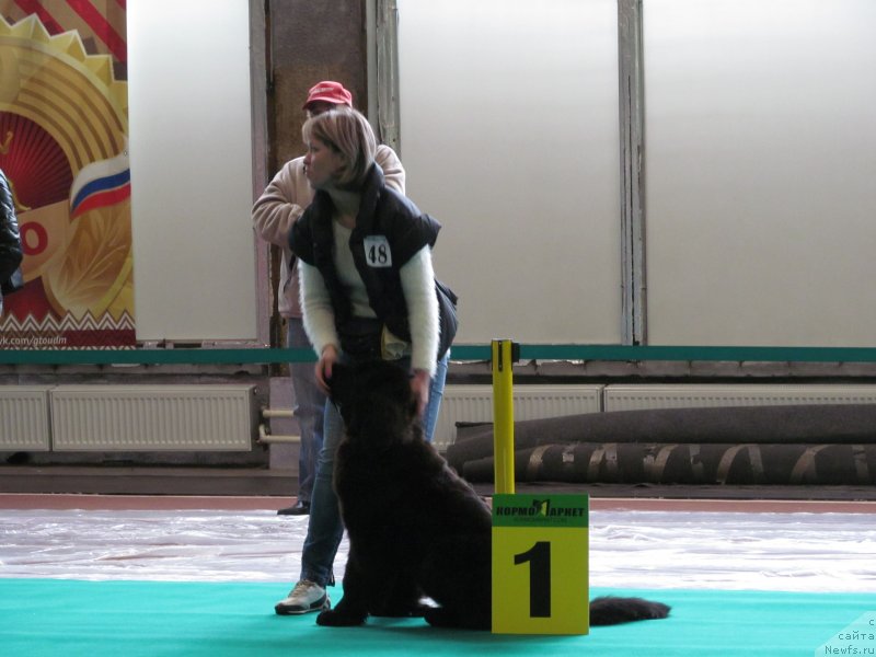 Фото: ньюфаундленд Lyubeznaya Nezhnaya Laura (Любезная Нежная Лаура)