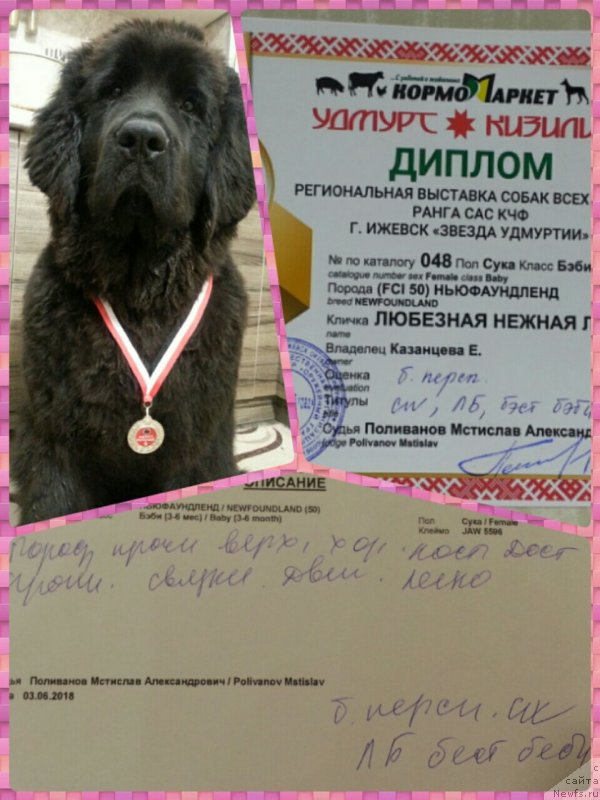 Фото: ньюфаундленд Lyubeznaya Nezhnaya Laura (Любезная Нежная Лаура)