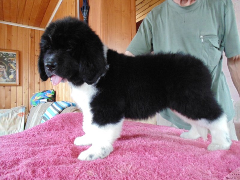 Фото: ньюфаундленд Super Bizon Tadj-Mahal (Супер Бизон Тадж-Махал)