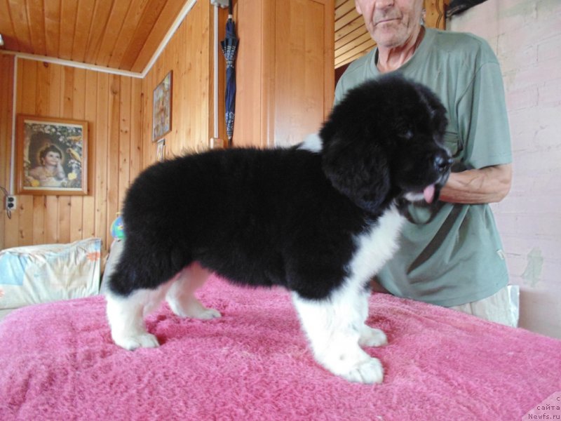 Фото: ньюфаундленд Super Bizon Tadj-Mahal (Супер Бизон Тадж-Махал)