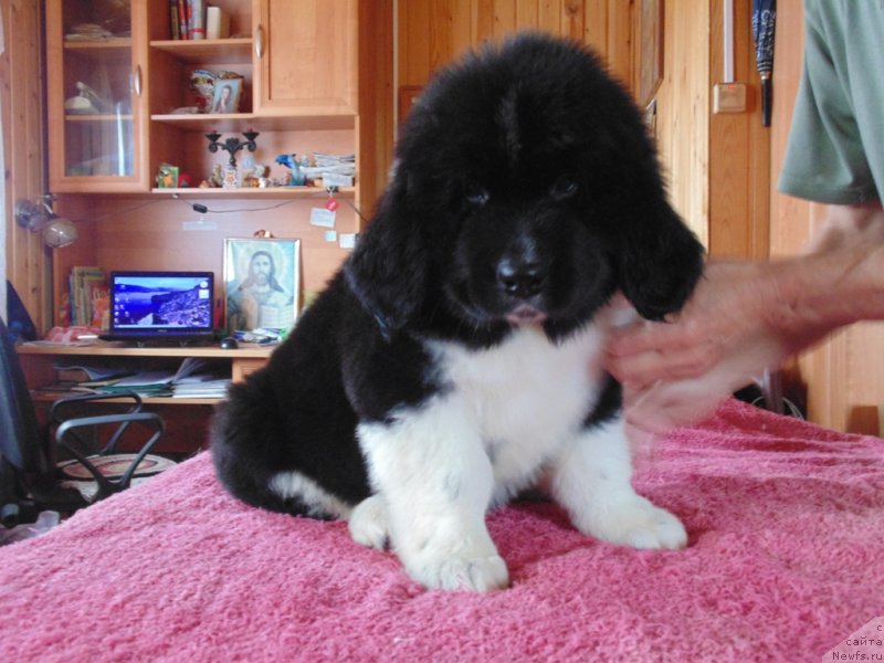 Фото: ньюфаундленд Super Bizon Tadj-Mahal (Супер Бизон Тадж-Махал)