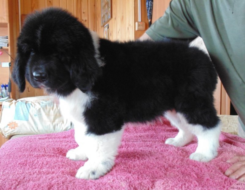 Фото: ньюфаундленд Super Bizon Tadj-Mahal (Супер Бизон Тадж-Махал)