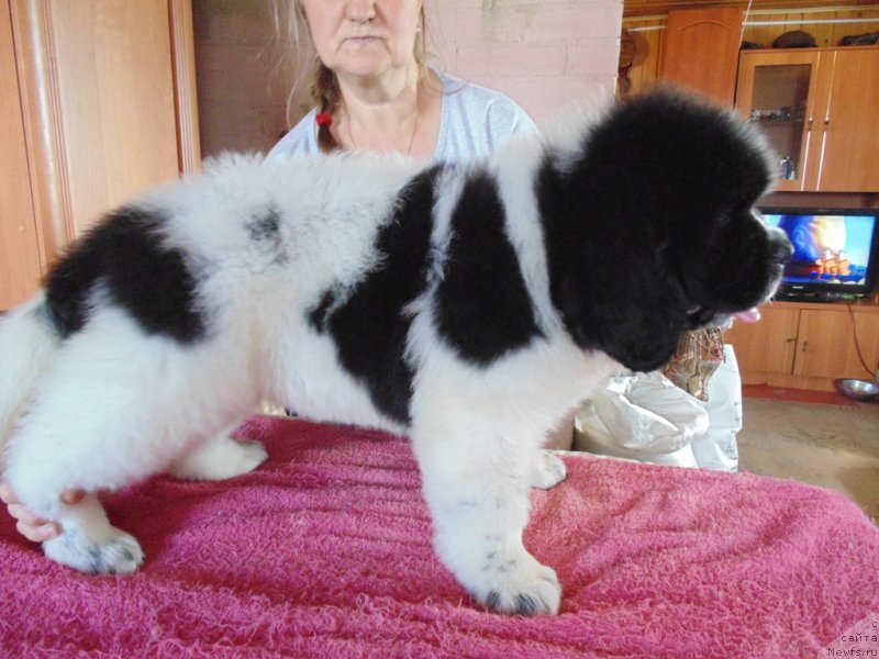 Фото: ньюфаундленд Dobryinya ot Karel'skih Medvedey (Добрыня от Карельских Медведей)