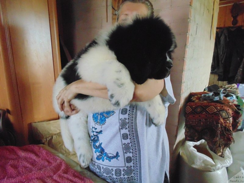 Фото: ньюфаундленд Dobryinya ot Karel'skih Medvedey (Добрыня от Карельских Медведей)