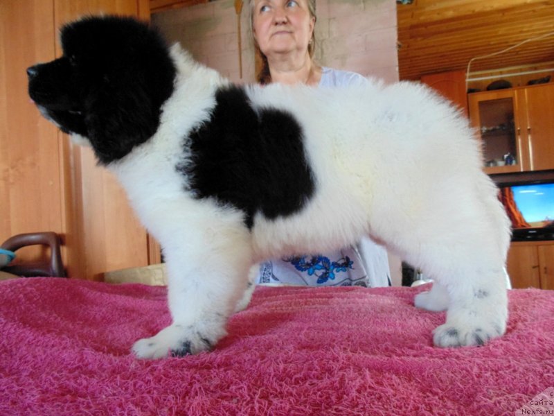 Фото: ньюфаундленд Dobryinya ot Karel'skih Medvedey (Добрыня от Карельских Медведей)