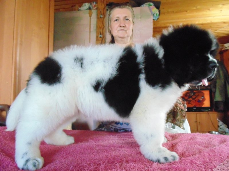 Фото: ньюфаундленд Dobryinya ot Karel'skih Medvedey (Добрыня от Карельских Медведей)