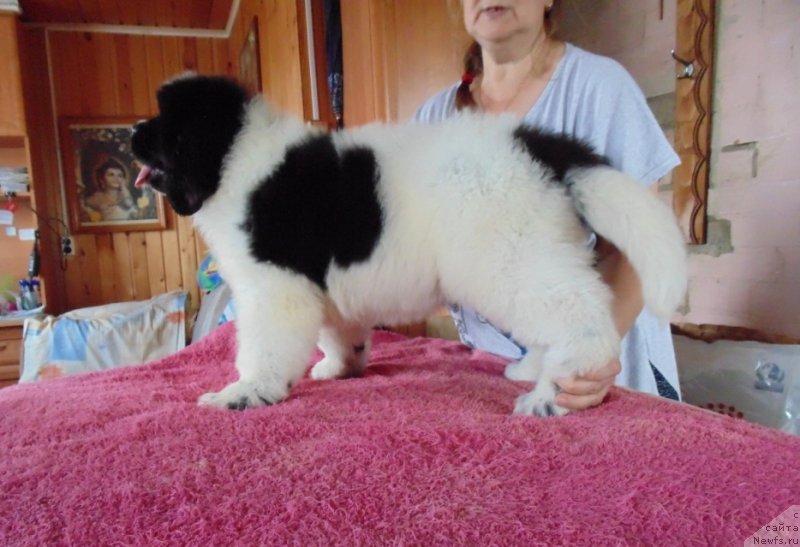 Фото: ньюфаундленд Dobryinya ot Karel'skih Medvedey (Добрыня от Карельских Медведей)