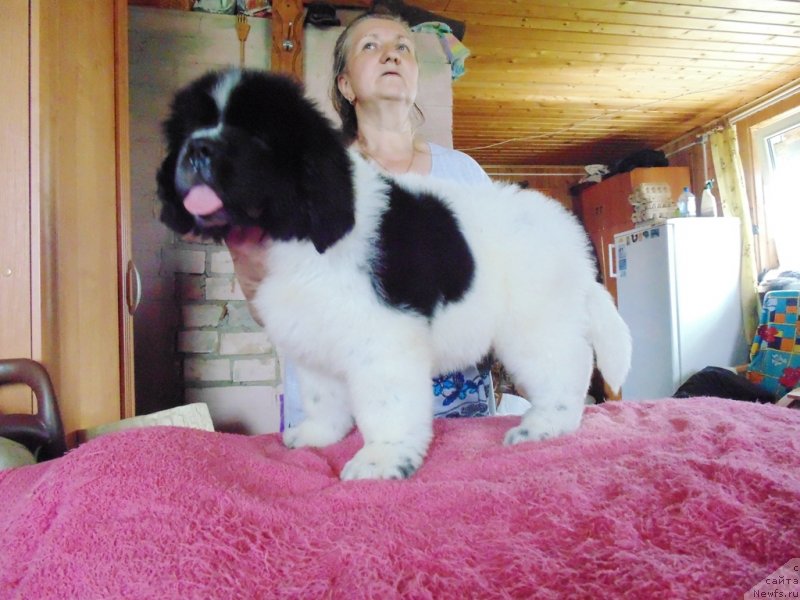 Фото: ньюфаундленд Dobryinya ot Karel'skih Medvedey (Добрыня от Карельских Медведей)