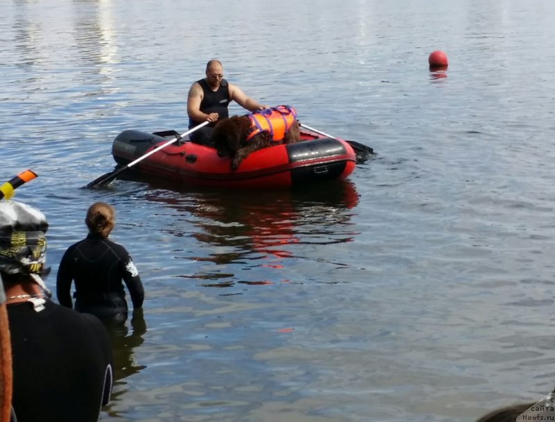 Фото: ньюфаундленд Chernyi Sharm Angel'skaya Krasota (Черный Шарм Ангельская Красота), Tat'yana Rozanova (Татьяна Розанова)