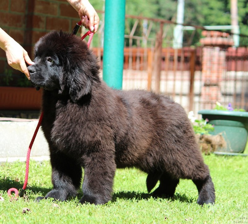 Фото: ньюфаундленд Super Premium YAroslava (Супер Премиум Ярослава)