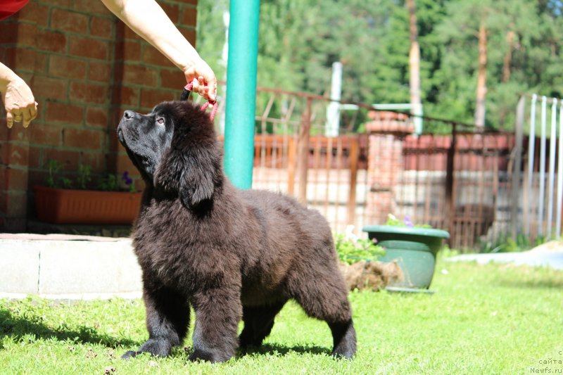 Фото: ньюфаундленд Super Premium YAroslava (Супер Премиум Ярослава)