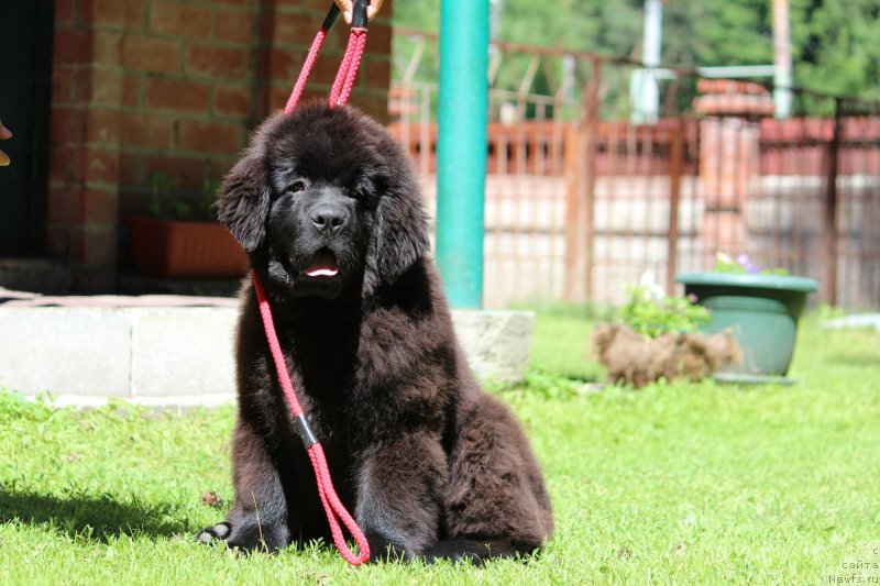 Фото: ньюфаундленд Super Premium YAroslava (Супер Премиум Ярослава)