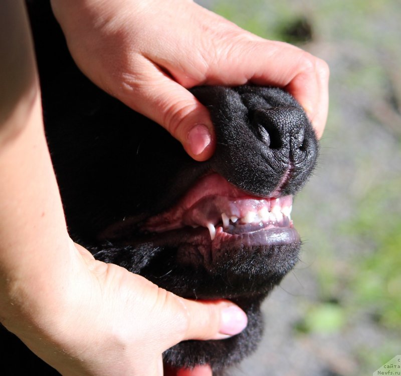 Фото: ньюфаундленд Super Premium YAroslava (Супер Премиум Ярослава)