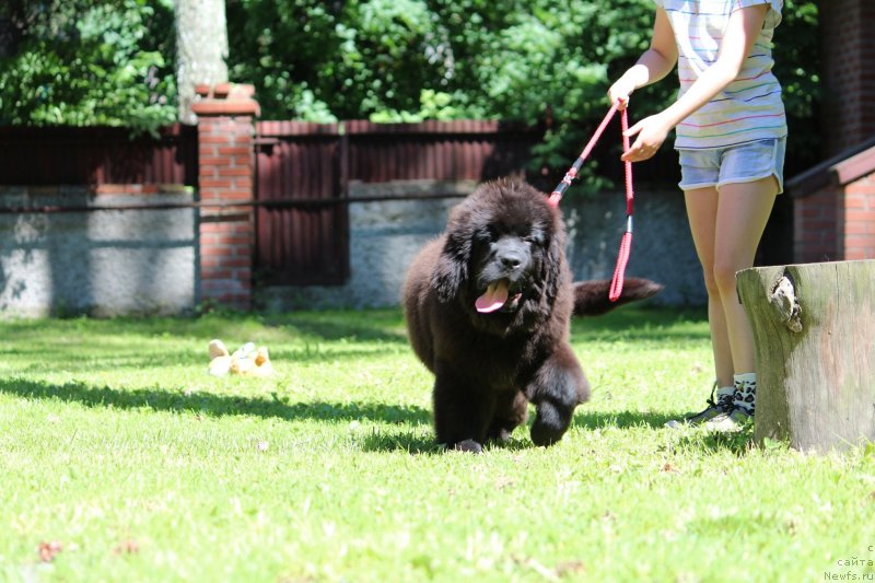 Фото: ньюфаундленд Super Premium YAroslava (Супер Премиум Ярослава)