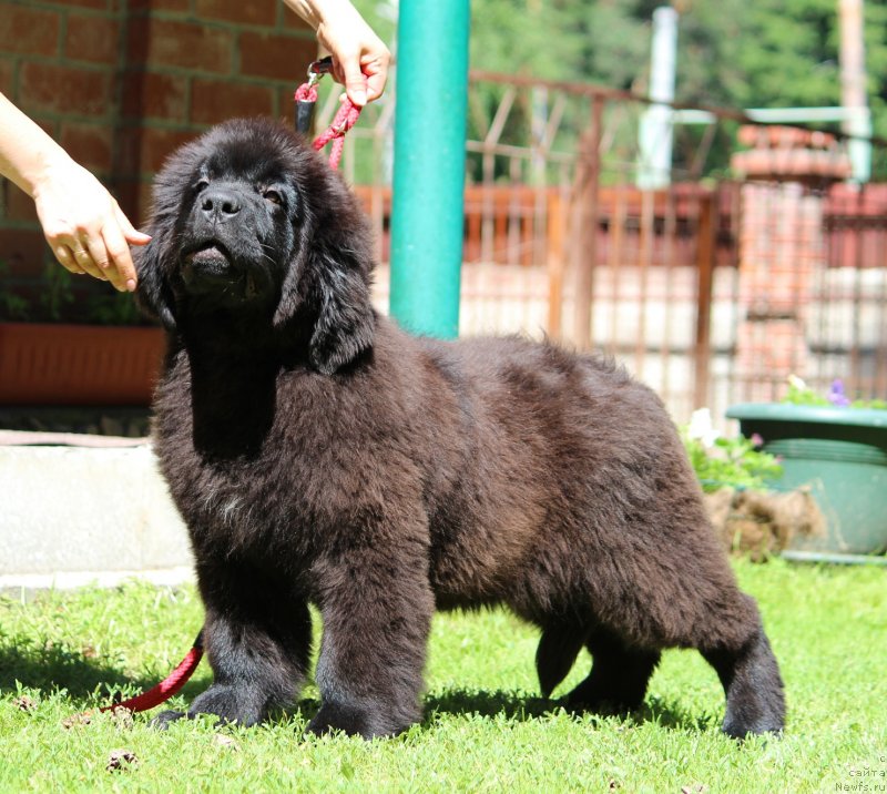 Фото: ньюфаундленд Super Premium YAroslava (Супер Премиум Ярослава)