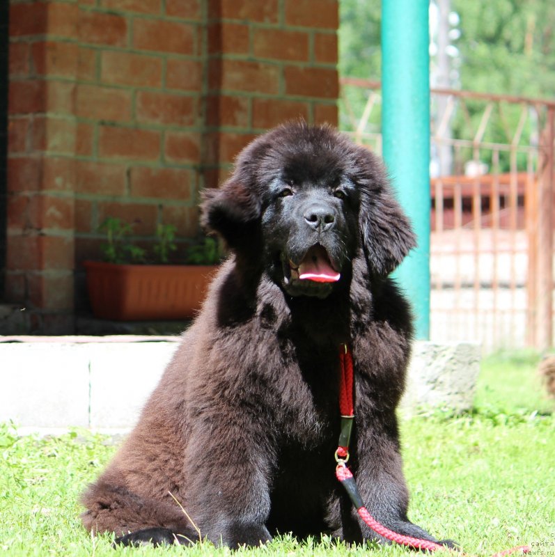 Фото: ньюфаундленд Super Premium YAroslava (Супер Премиум Ярослава)