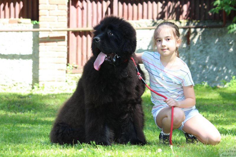 Фото: ньюфаундленд Little Bears Poseidone