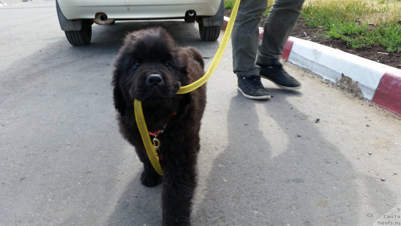 Фотография № 237072