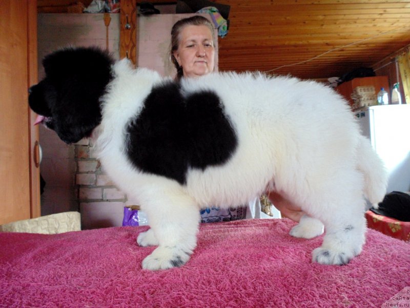 Фото: ньюфаундленд Dobryinya ot Karel'skih Medvedey (Добрыня от Карельских Медведей)