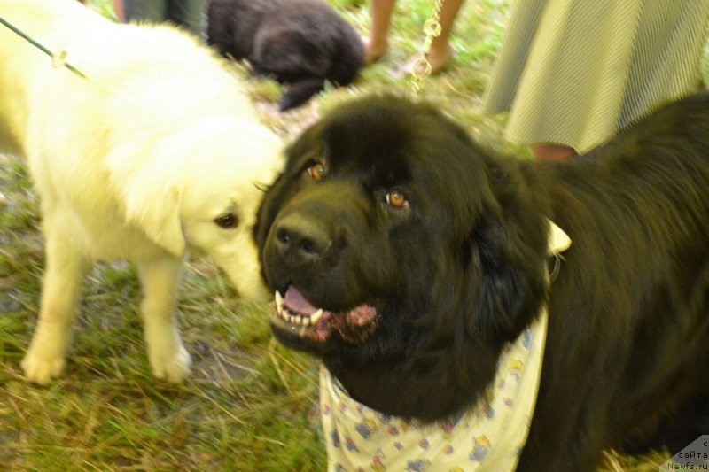 Фото: ньюфаундленд Braunblad MSK Vina Korrayn (Браунблад МСК Вина Коррайн)