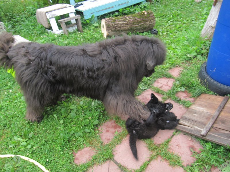 Фото: ньюфаундленд Dyurbahler Klab Al'faretta Vin'etta (Дюрбахлер Клаб Альфаретта Виньетта), ньюфаундленд Melty Wave Marine Tifeya (Мелти Вейв Марин Тифея)