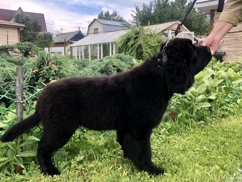 Фото: ньюфаундленд Brownblood MSK Martha Cheerful Lady (Браунблад МСК Марта Чирфул Леди)