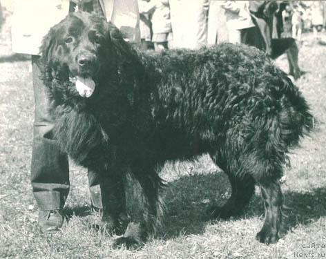 Фото: ньюфаундленд SHer SHanson (Шер Шансон)