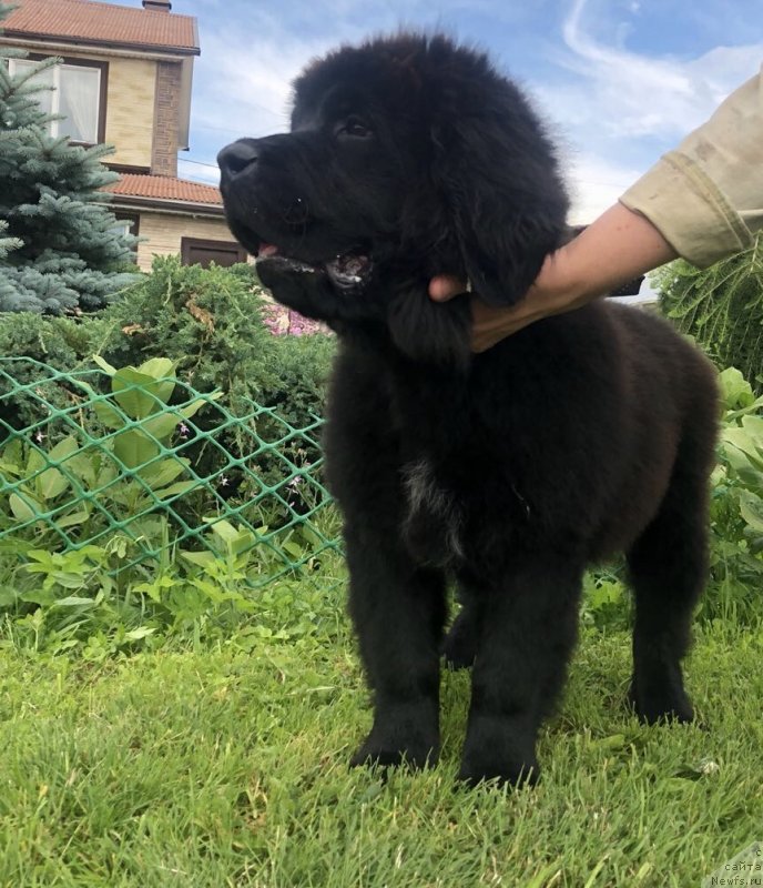 Фото: ньюфаундленд Brownblood MSK Martha Cheerful Lady (Браунблад МСК Марта Чирфул Леди)