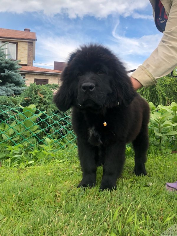 Фото: ньюфаундленд Brownblood MSK Martha Cheerful Lady (Браунблад МСК Марта Чирфул Леди)