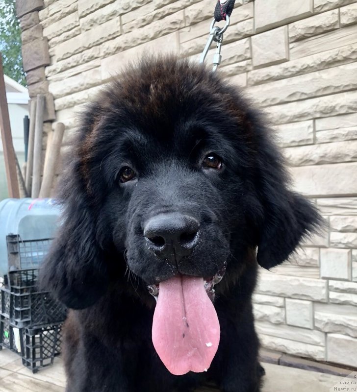 Фотография № 237102