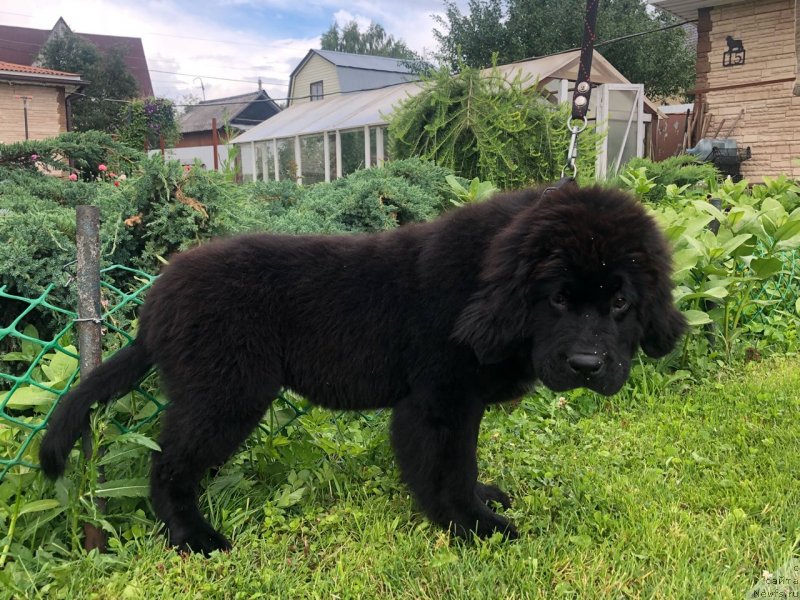 Фото: ньюфаундленд Brownblood MSK Martha Cheerful Lady (Браунблад МСК Марта Чирфул Леди)