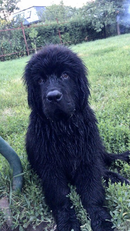 Фото: ньюфаундленд Brownblood MSK Martin Courageous Guy (Браунблад МСК Мартин Корэйджес Гай)