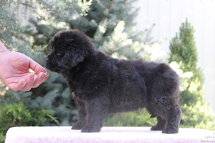 Фото: ньюфаундленд Richchi s Berega Dona (Риччи с Берега Дона)