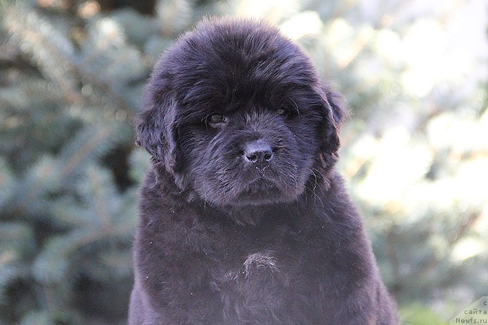 Фото: ньюфаундленд Richchi s Berega Dona (Риччи с Берега Дона)