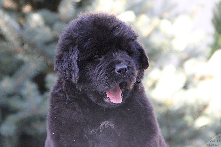 Фото: ньюфаундленд Richchi s Berega Dona (Риччи с Берега Дона)
