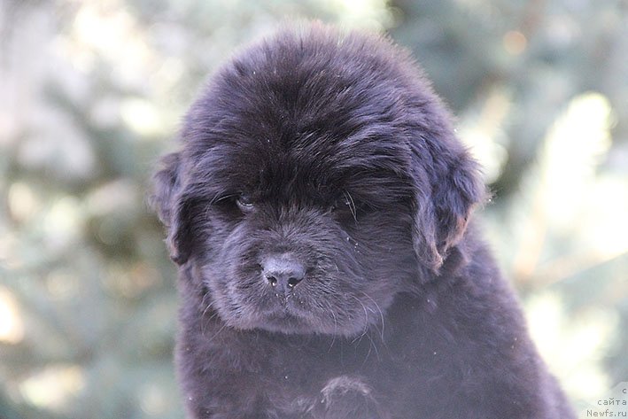 Фото: ньюфаундленд Richchi s Berega Dona (Риччи с Берега Дона)