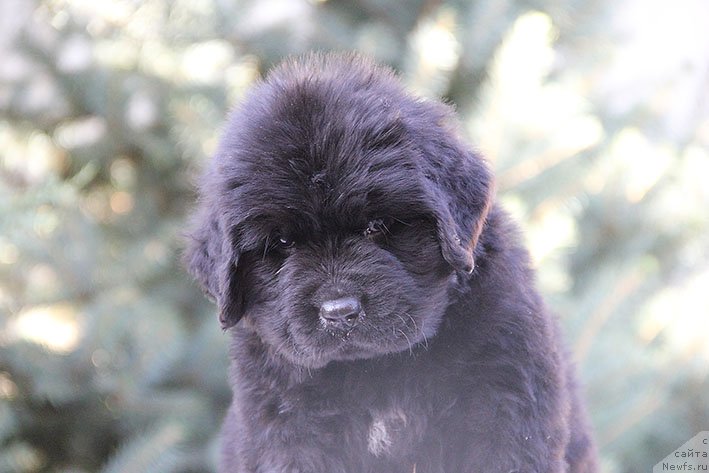 Фото: ньюфаундленд Rokki s Berega Dona (Рокки с Берега Дона)