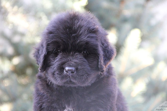 Фото: ньюфаундленд Rokki s Berega Dona (Рокки с Берега Дона)