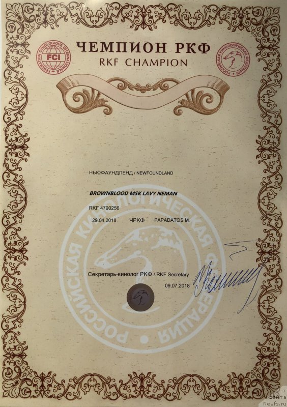 Фото: ньюфаундленд Brownblood MSK Lavy Neman (Браунблад MCК Лави Нэман)