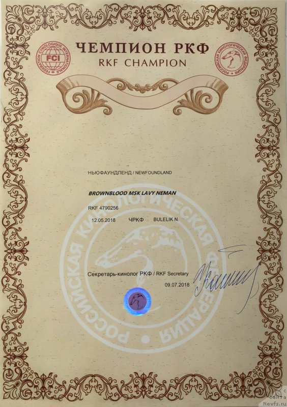 Фото: ньюфаундленд Brownblood MSK Lavy Neman (Браунблад MCК Лави Нэман)