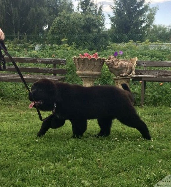 Фото: ньюфаундленд Brownblood MSK Martha Cheerful Lady (Браунблад МСК Марта Чирфул Леди)
