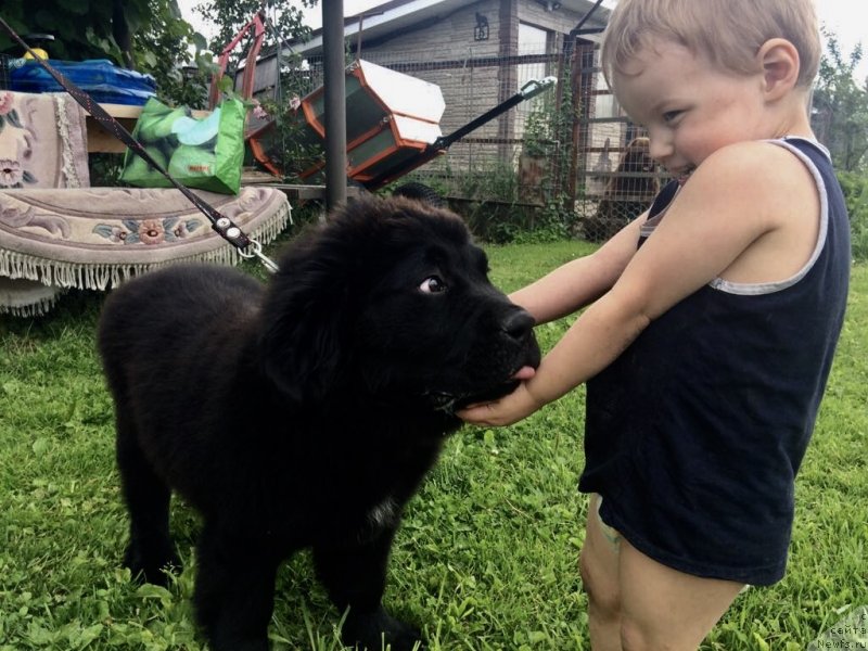 Фото: ньюфаундленд Brownblood MSK Martha Cheerful Lady (Браунблад МСК Марта Чирфул Леди)