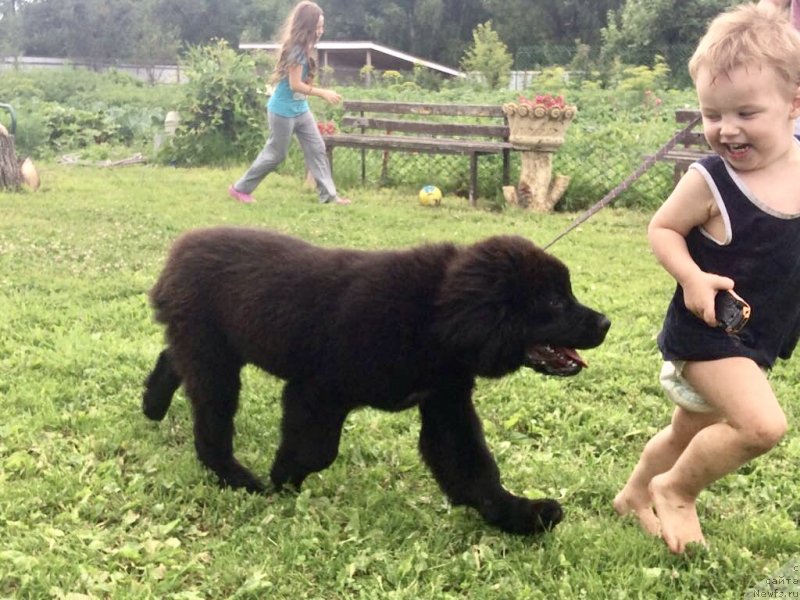 Фото: ньюфаундленд Brownblood MSK Martha Cheerful Lady (Браунблад МСК Марта Чирфул Леди)