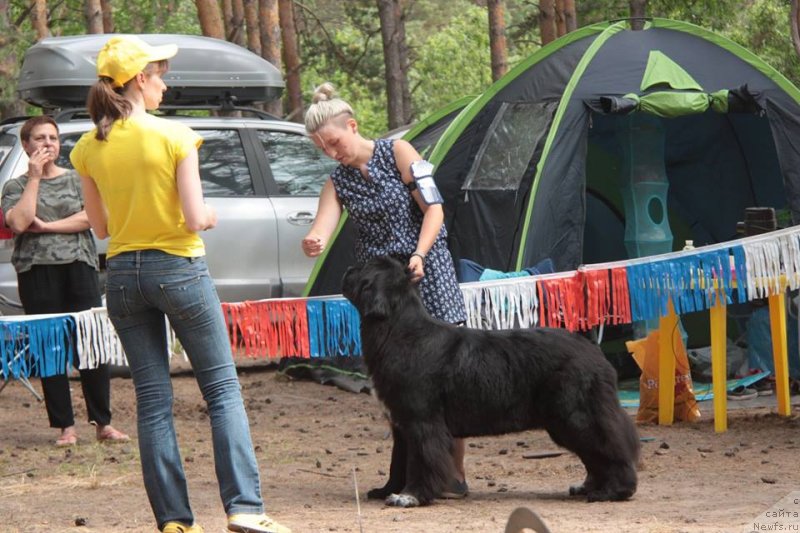 Фото: ньюфаундленд Black Diamond Agidel ot Potapa Violetta (Блэк Диамонд Агидель от Потапа Виолетта)