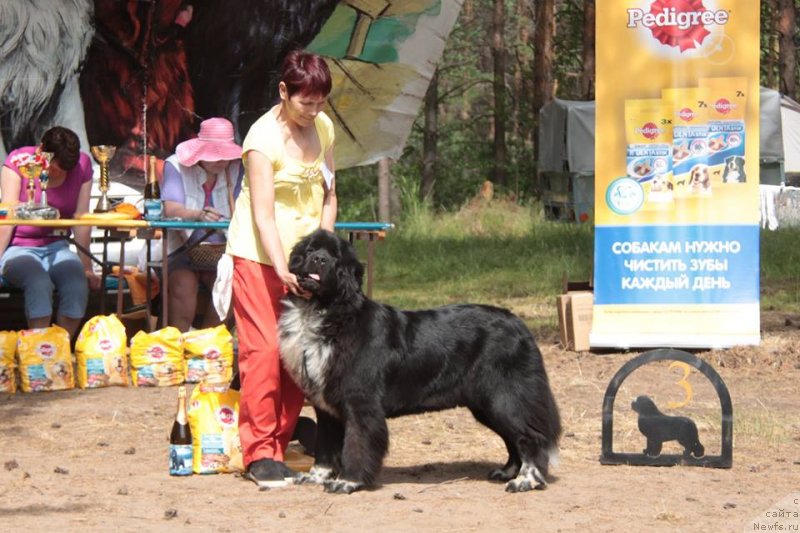 Фото: ньюфаундленд Blyek Diamond Agidel' ot Potapa Viz-A-Viz (Блэк Диамонд Агидель от Потапа Виз-А-Виз)