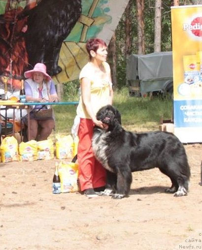 Фото: ньюфаундленд Blyek Diamond Agidel' ot Potapa Viz-A-Viz (Блэк Диамонд Агидель от Потапа Виз-А-Виз)