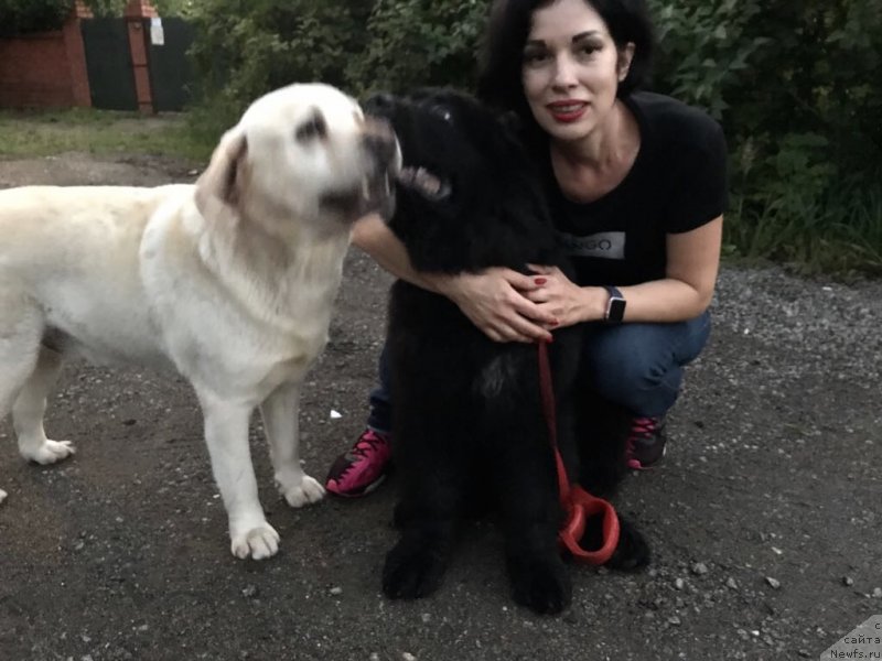 Фото: ньюфаундленд Brownblood MSK Martin Courageous Guy (Браунблад МСК Мартин Корэйджес Гай)