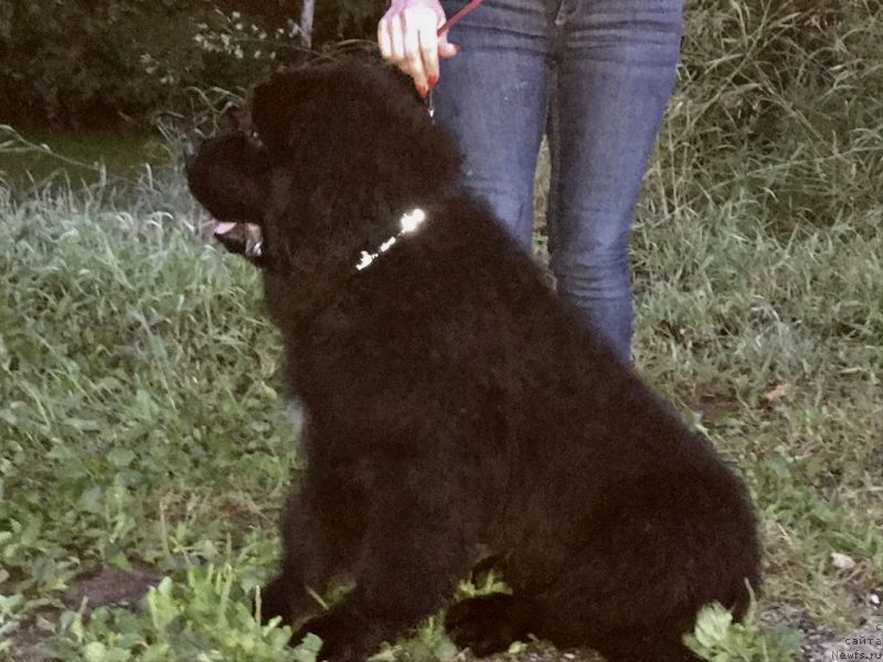 Фото: ньюфаундленд Brownblood MSK Martin Courageous Guy (Браунблад МСК Мартин Корэйджес Гай)