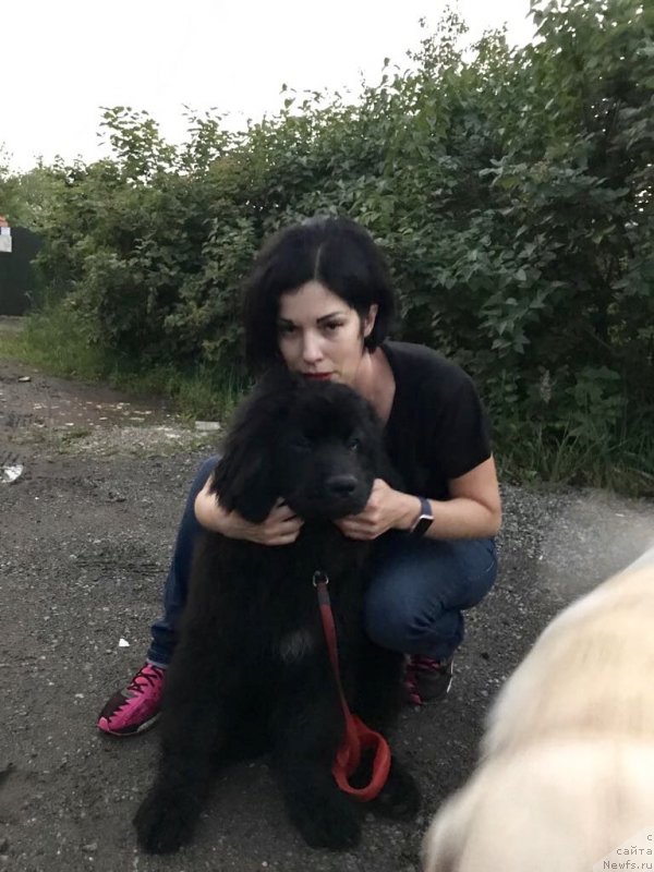 Фото: ньюфаундленд Brownblood MSK Martin Courageous Guy (Браунблад МСК Мартин Корэйджес Гай)